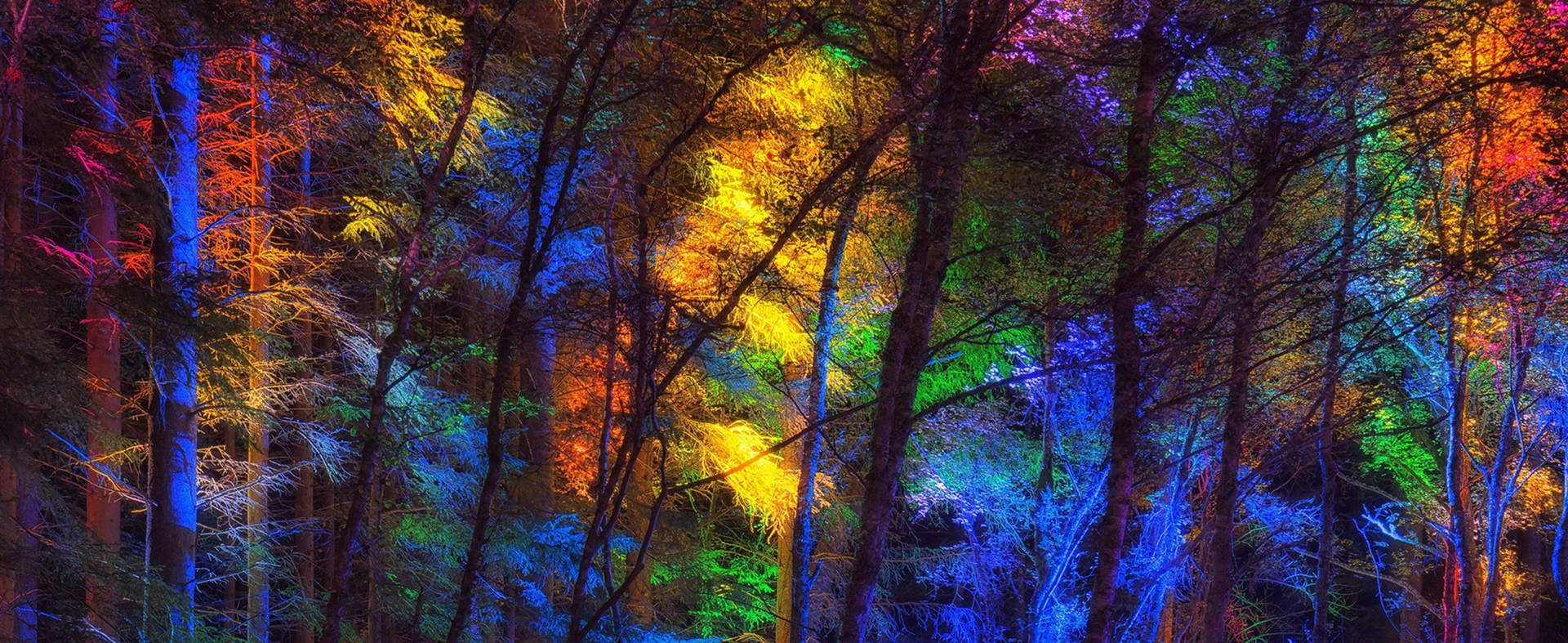 Download 3840x1600 Colorful Forest Trees Wallpaper