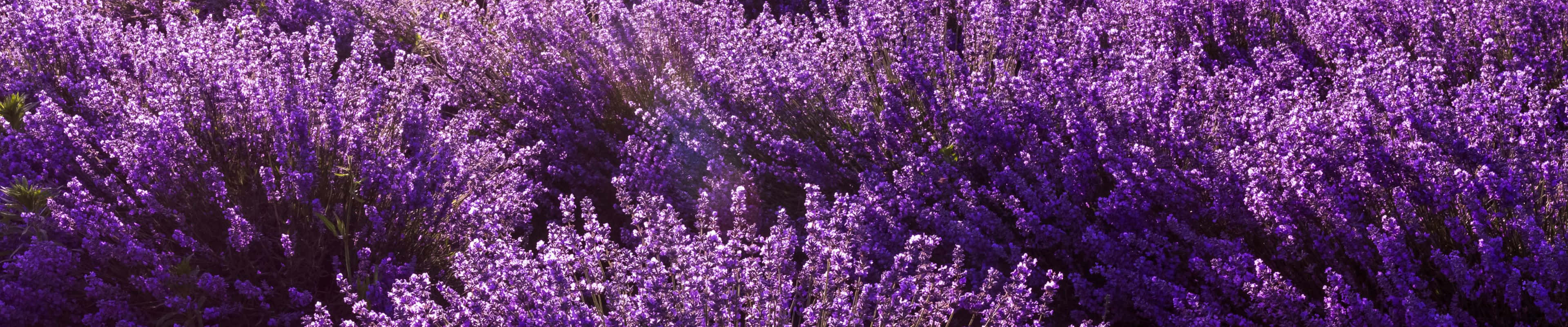 Lavender Field In The Sun Wallpaper