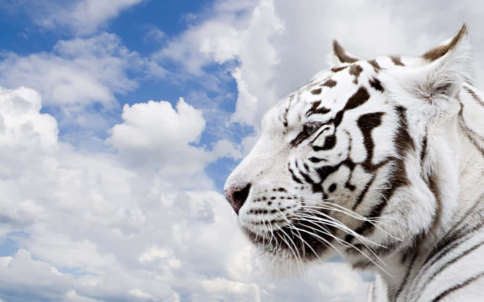 A stunning 3D rendering of a fierce tiger emerging from the wilderness Wallpaper