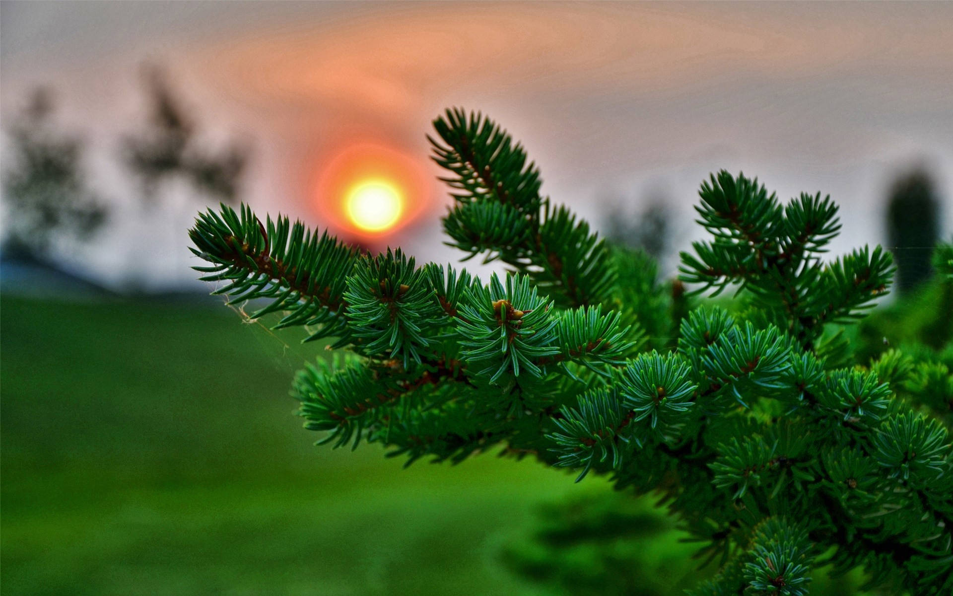 3d Desktop Green Pine Tree Picture