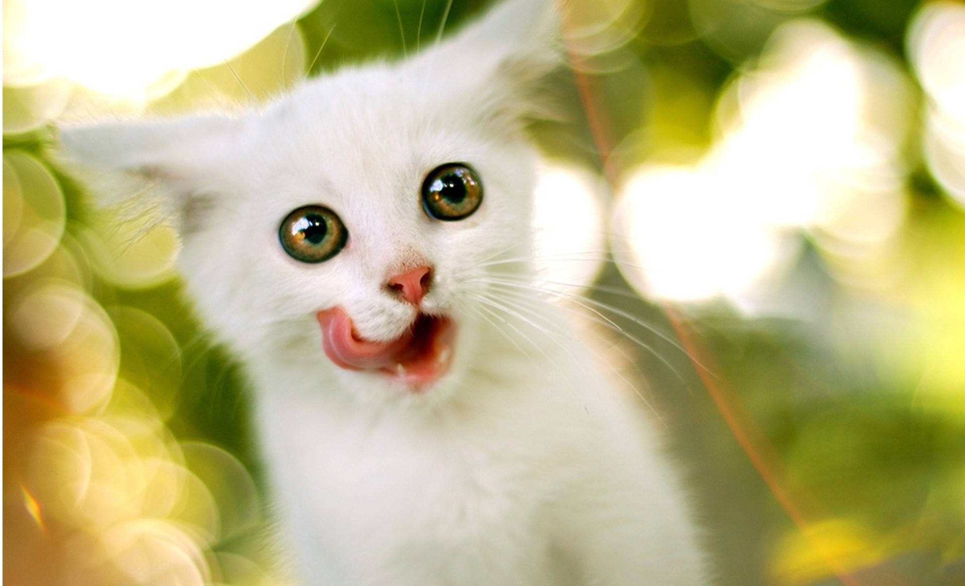 3d Desktop White Cat Picture
