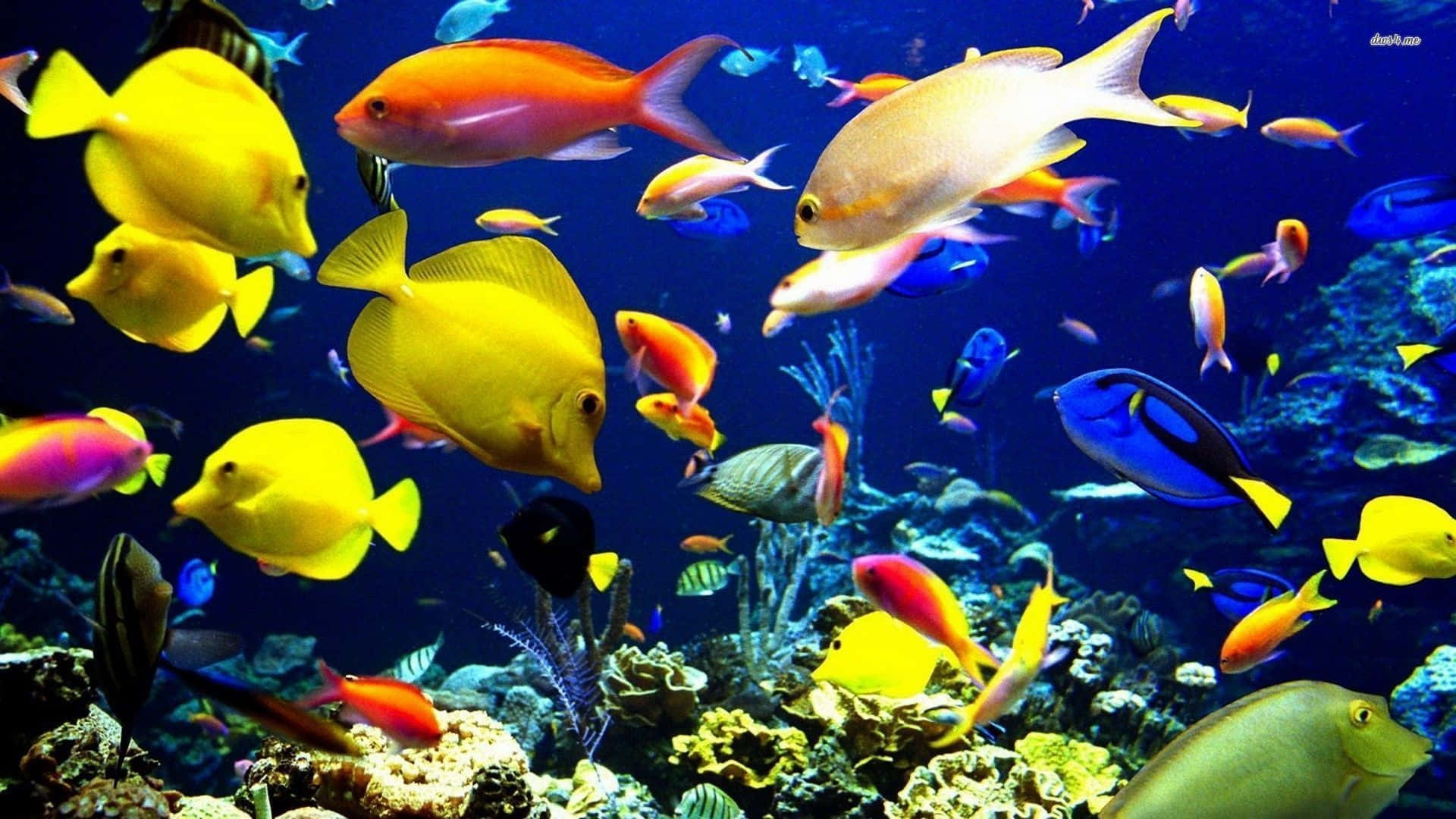 Mesmerizing 3D Fish Swimming in a Stunning Underwater Scene Wallpaper