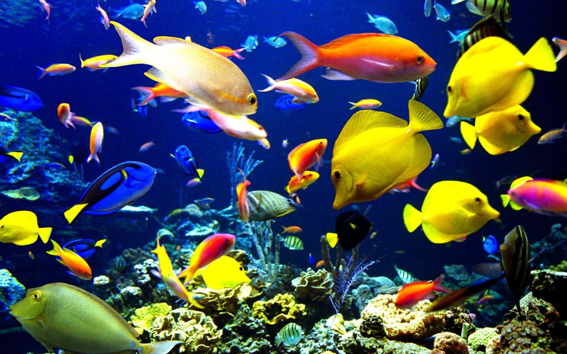 Hipnotizantespeces En 3d Nadando En Las Coloridas Profundidades Del Océano Fondo de pantalla