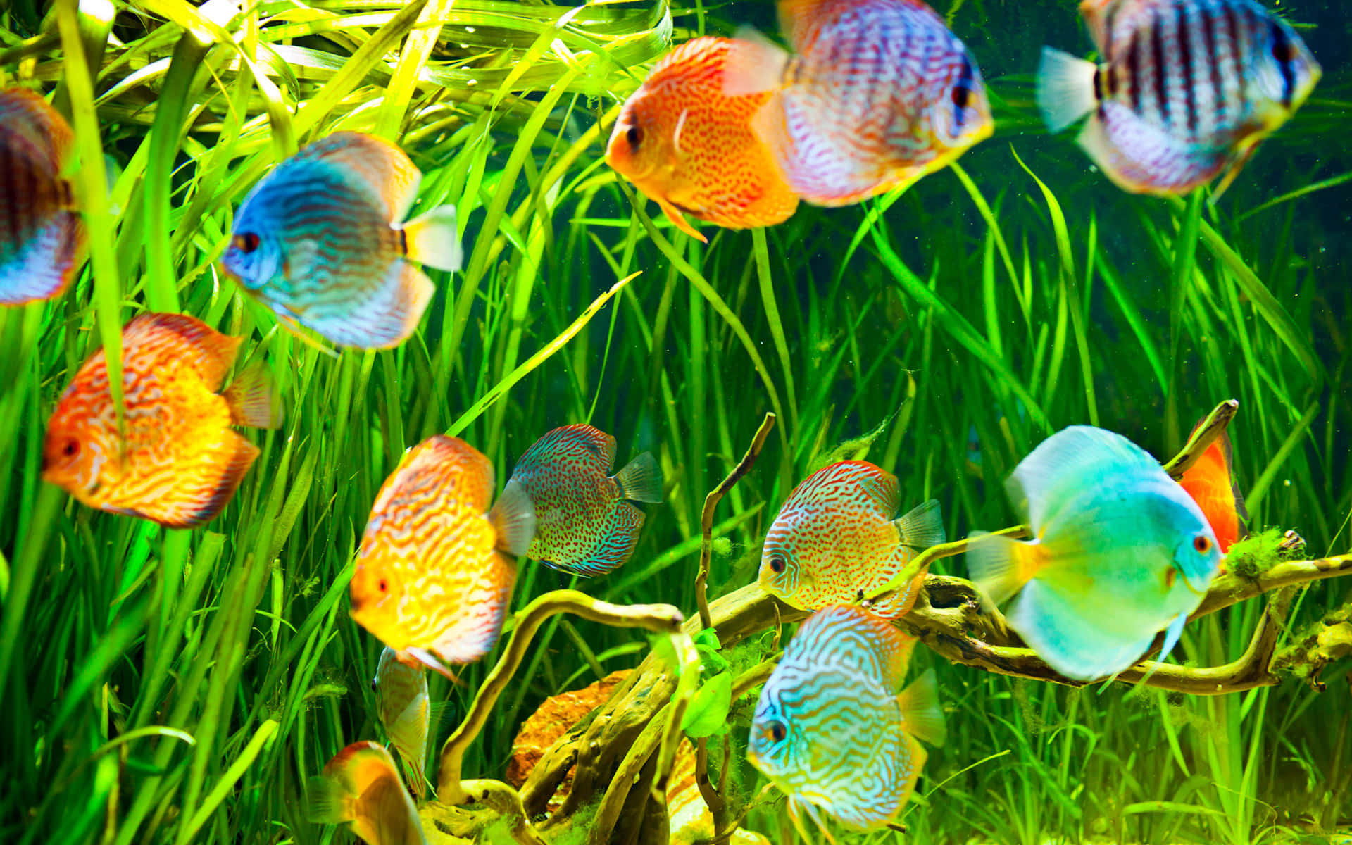 Majestic 3D Fish swimming underwater Wallpaper