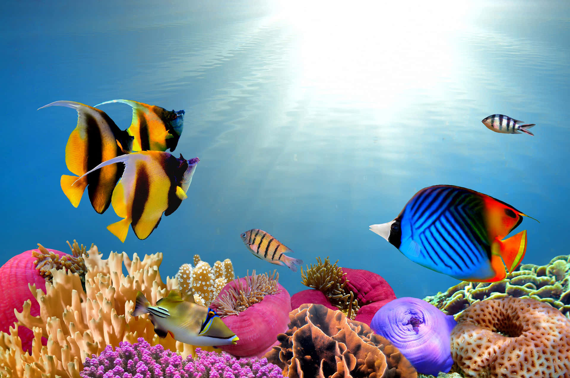 A mesmerizing close-up of a vibrant 3D fish swimming gracefully Wallpaper