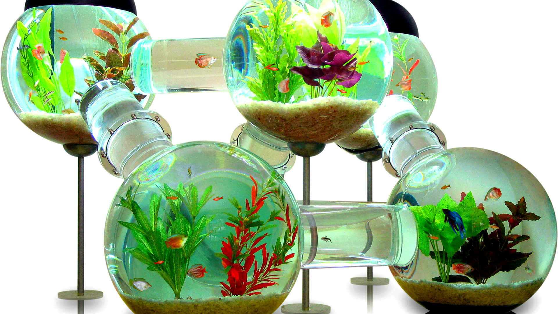 A Group Of Fish Tanks With Plants And Fish