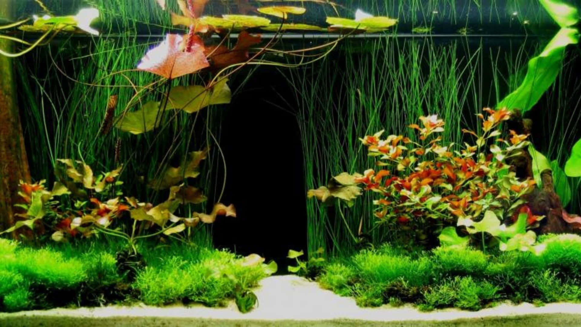Enjoy the peaceful views of the vibrant 3D Fish Tank