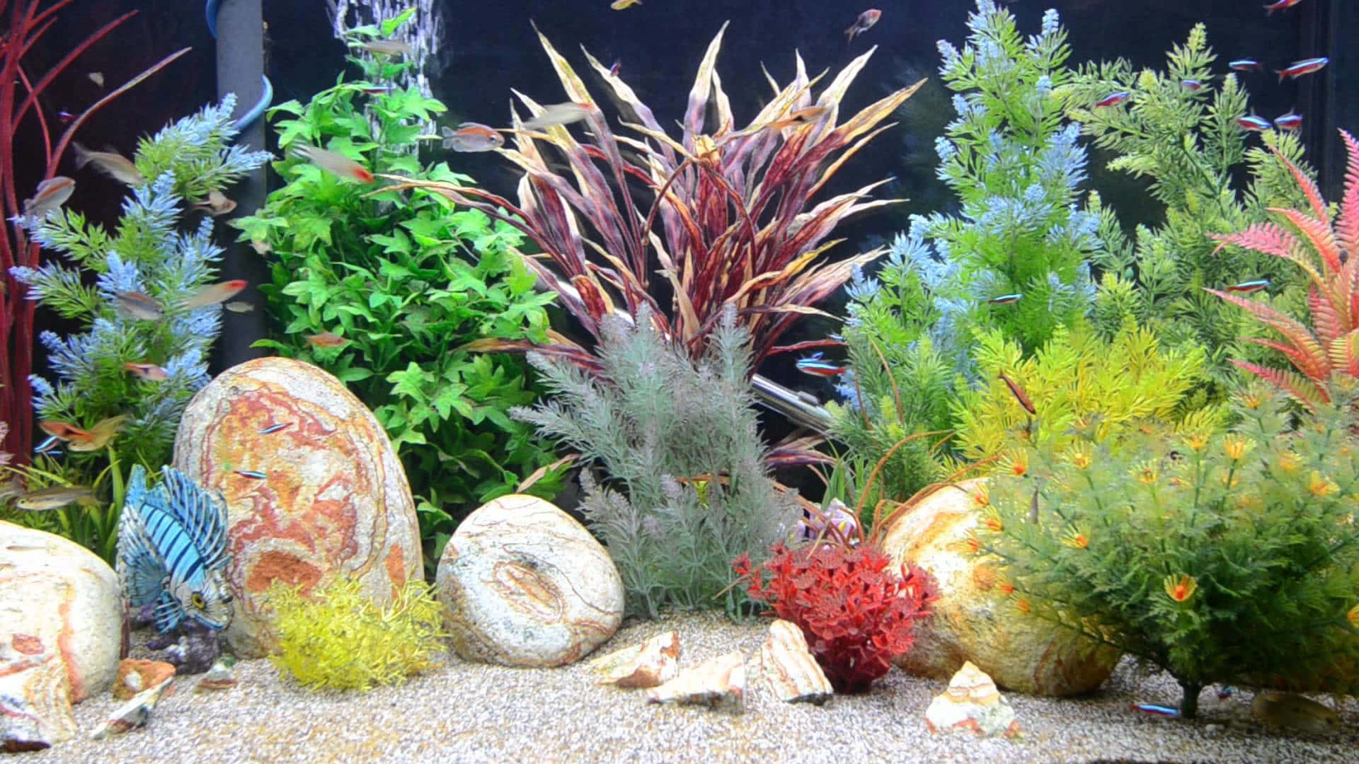 A Fish Tank With Plants And Rocks