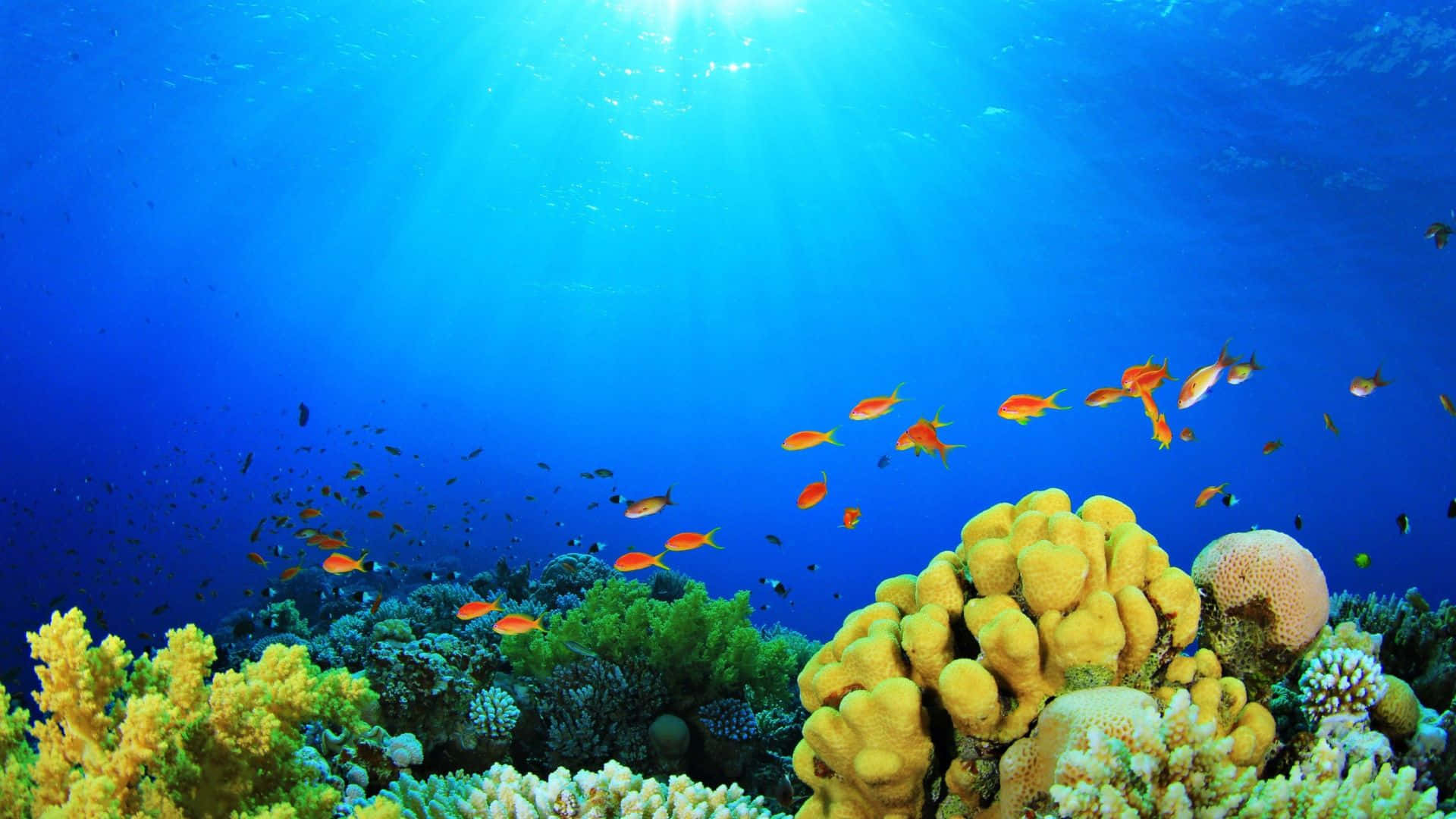 A Coral Reef With Fish Swimming In The Water