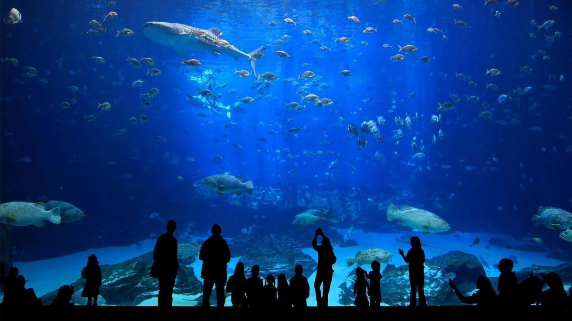 People Are Standing In Front Of An Aquarium With Fish