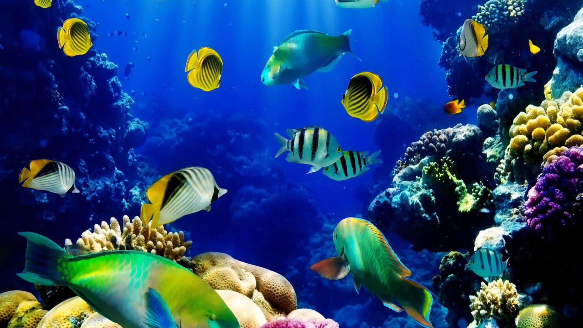 "Lively 3D Fish Tank with Many Fish"