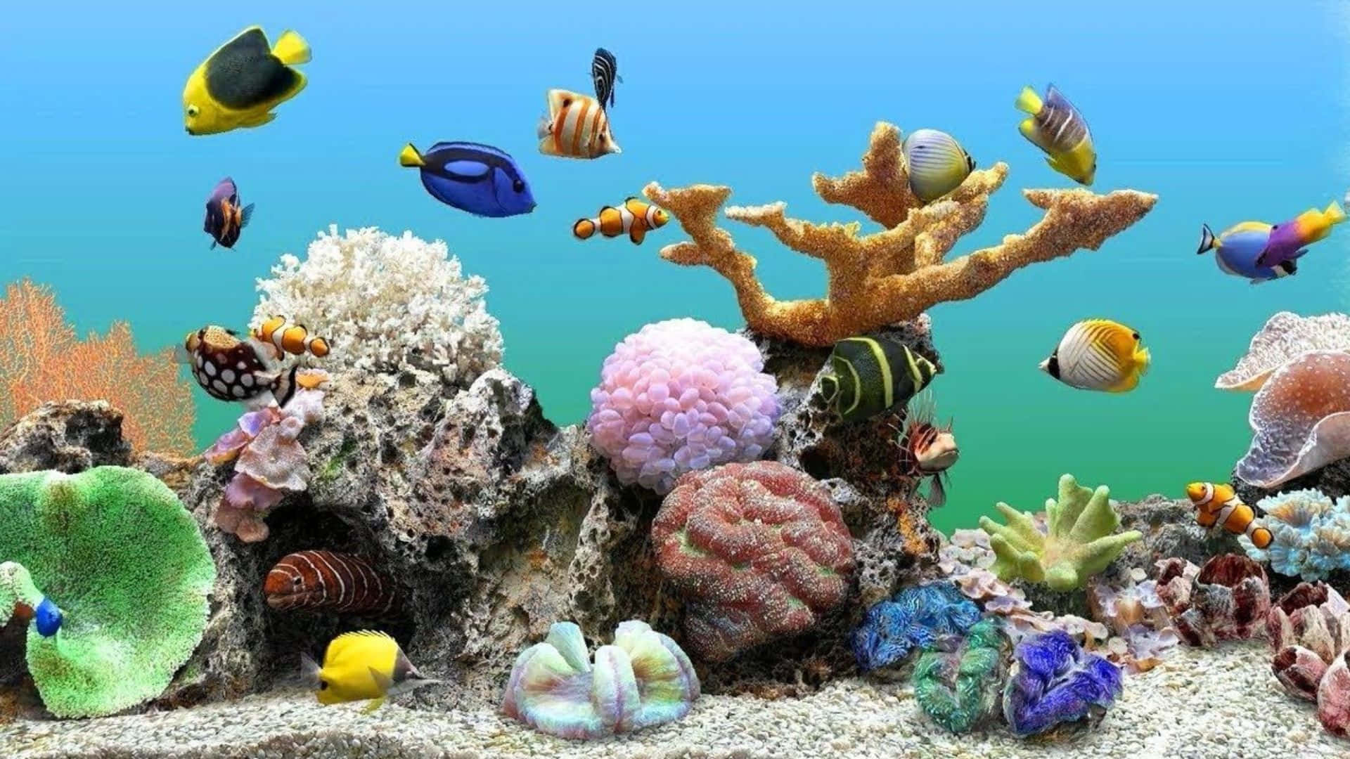 A Screenshot Of An Aquarium With Many Different Fish