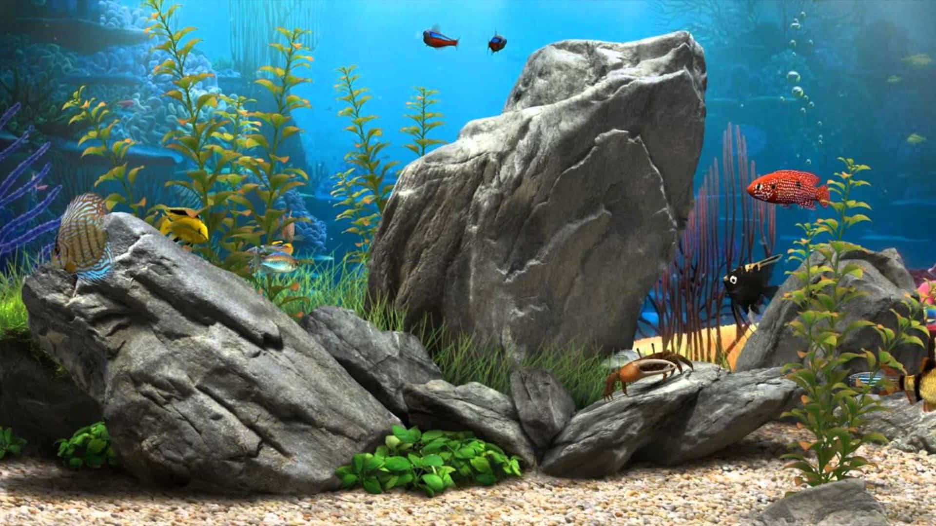Colorful Tropical Fish Delightfully Swim in a 3D Fish Tank