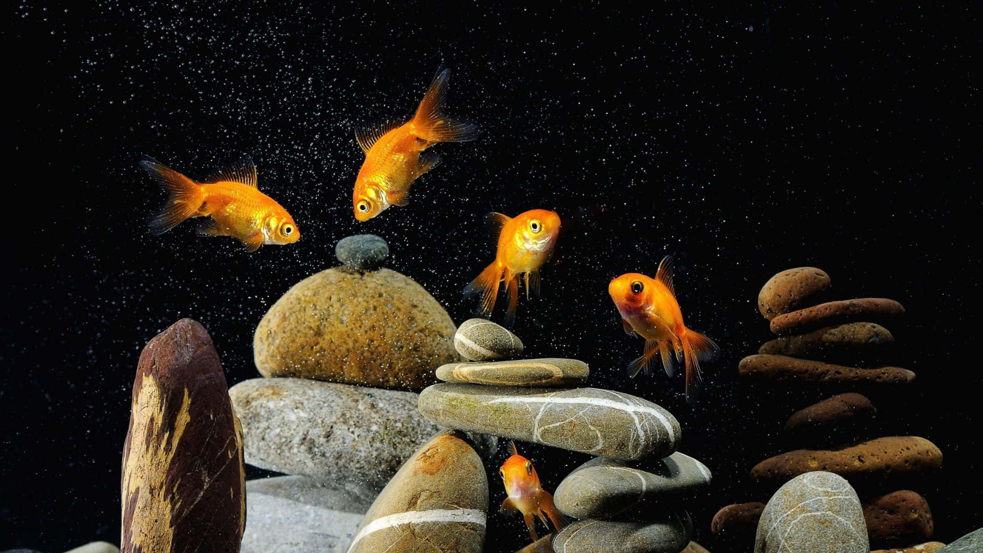 A vibrant 3D fish tank brimming with life