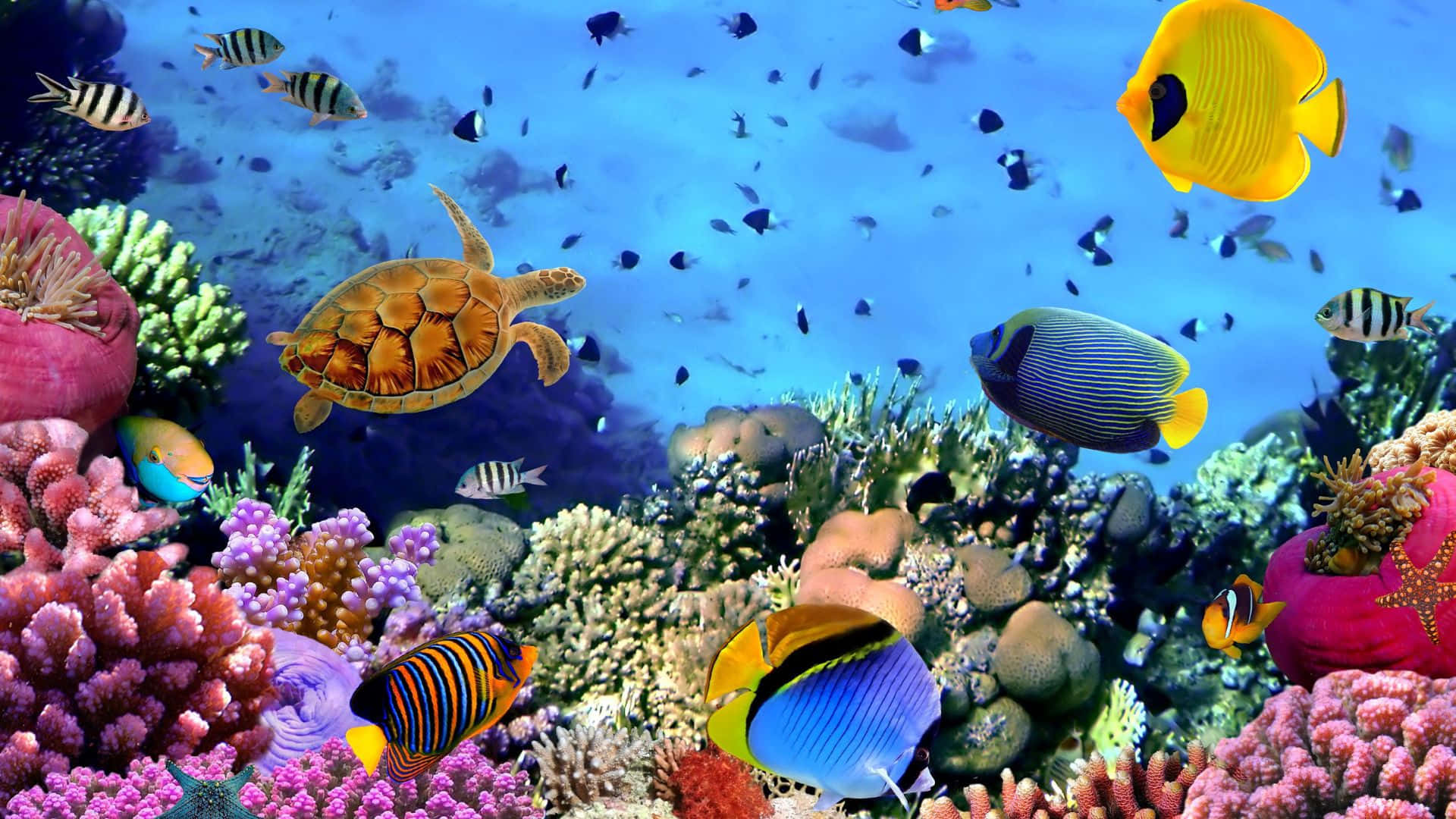 A Colorful Coral Reef With Many Fish And Turtles