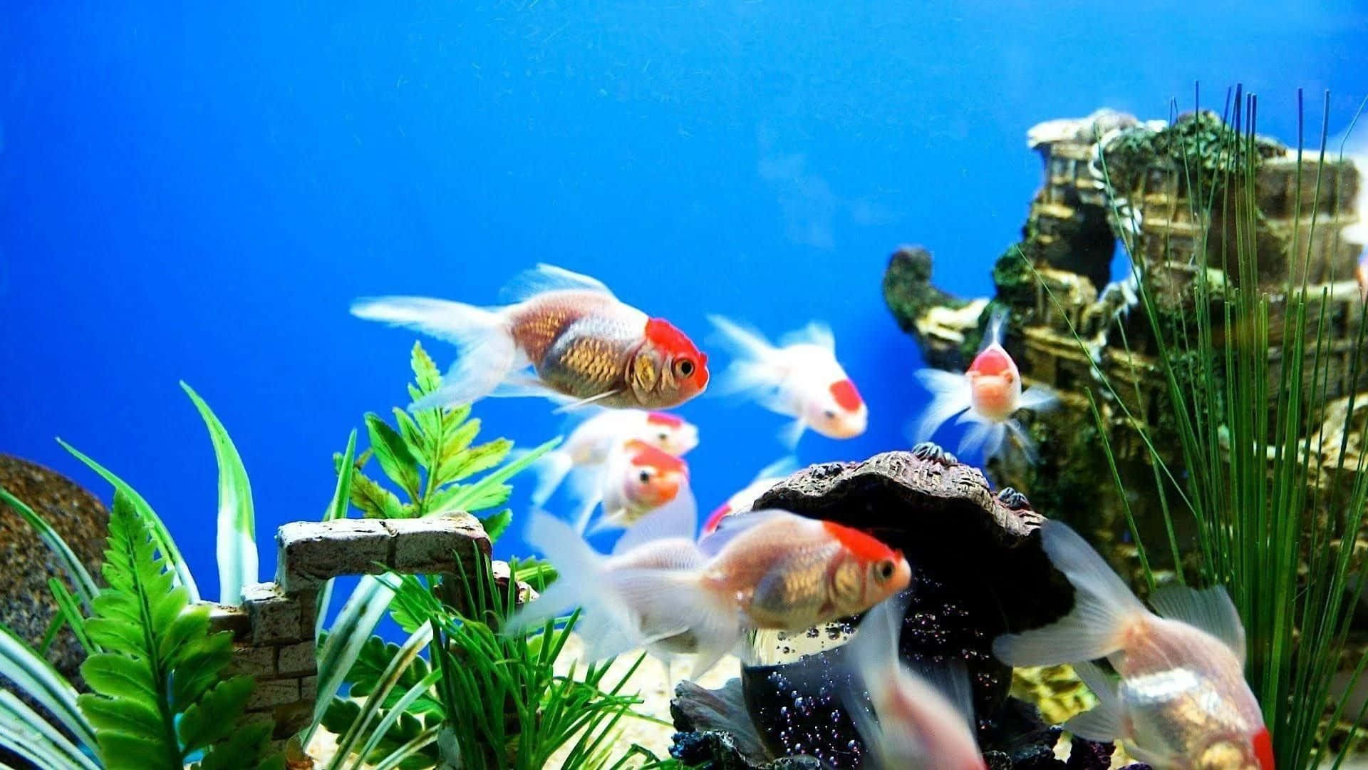 Enjoy the beauty of a 3D Fish Tank in your home