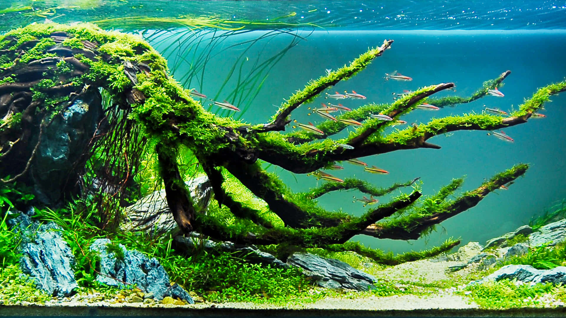 Enjoy a virtual view of a beautiful coral reef aquarium