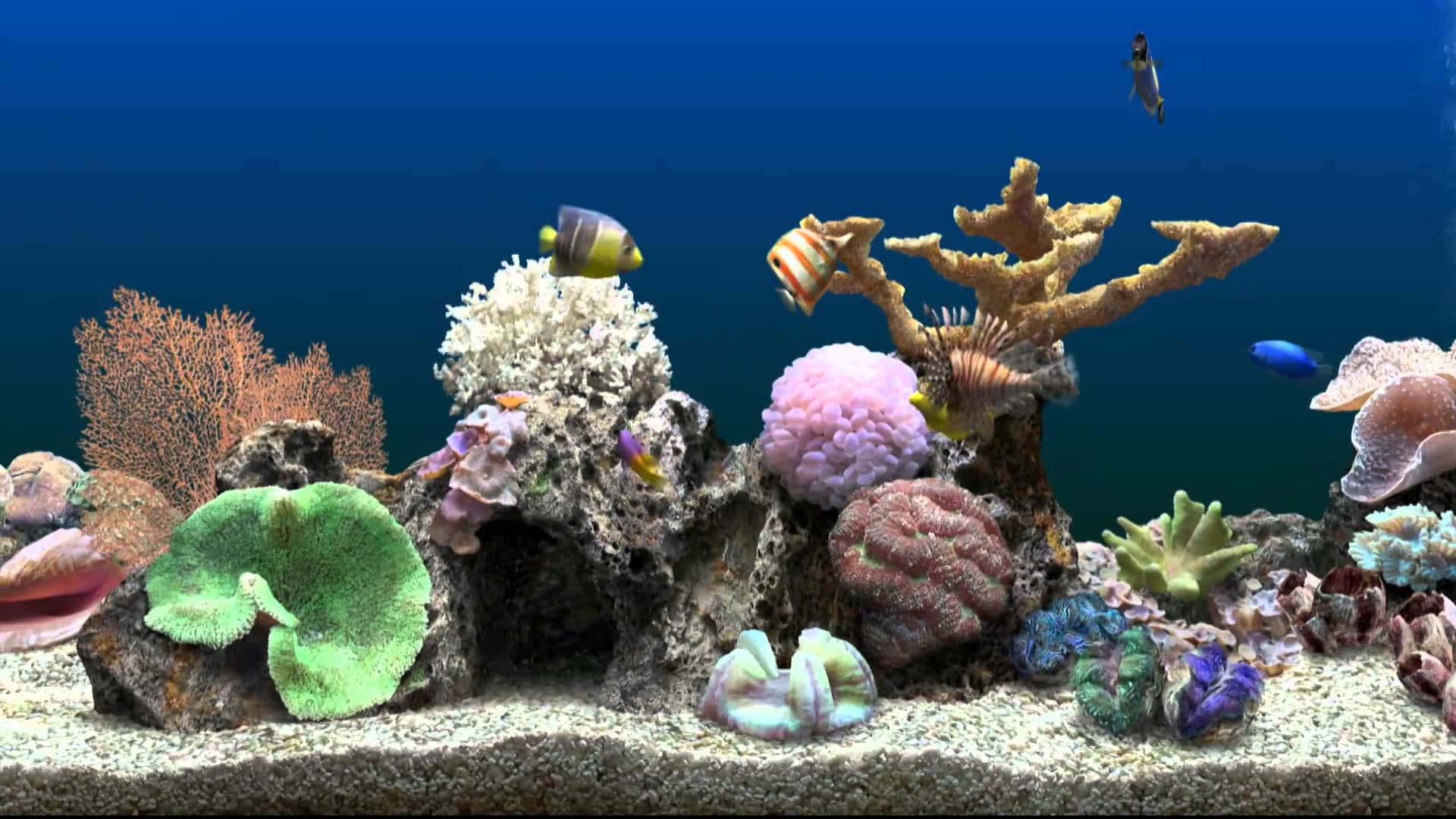 Image  A peaceful 3d view of an underwater aquarium