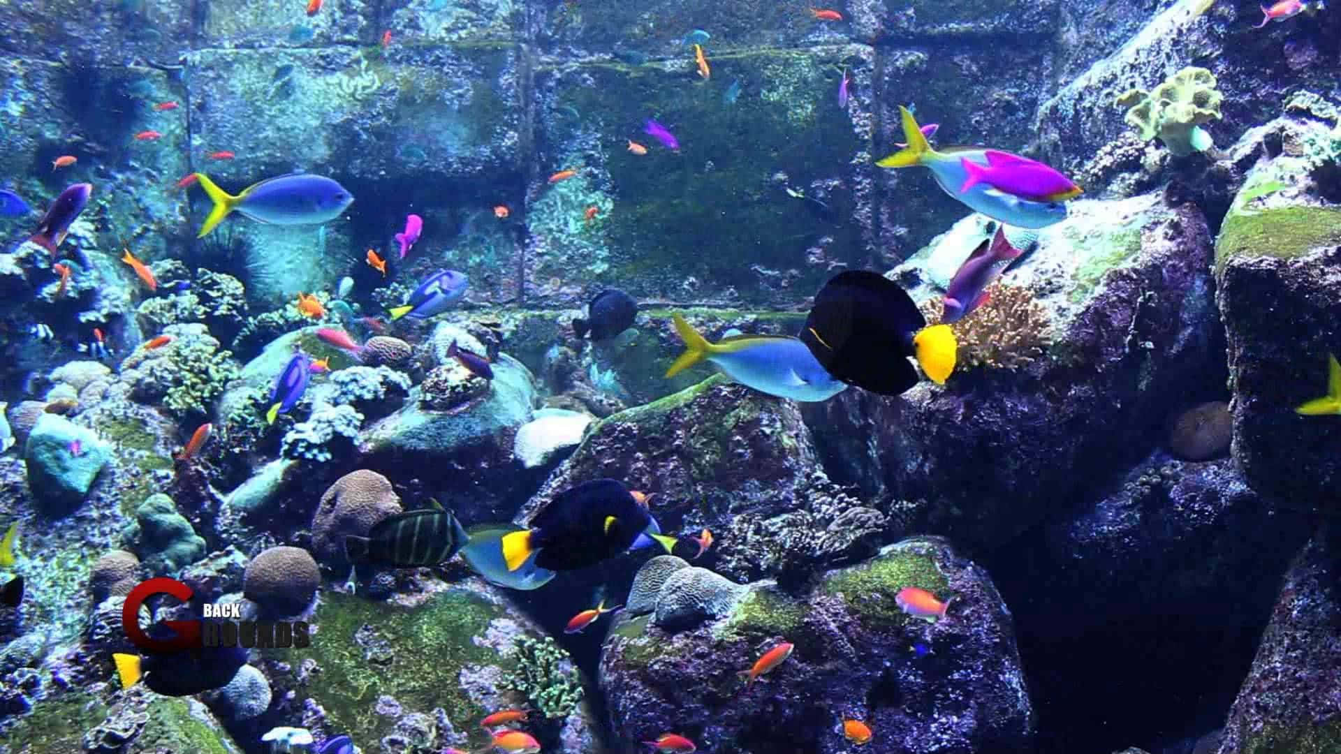 A Large Aquarium With Many Colorful Fish Swimming Around