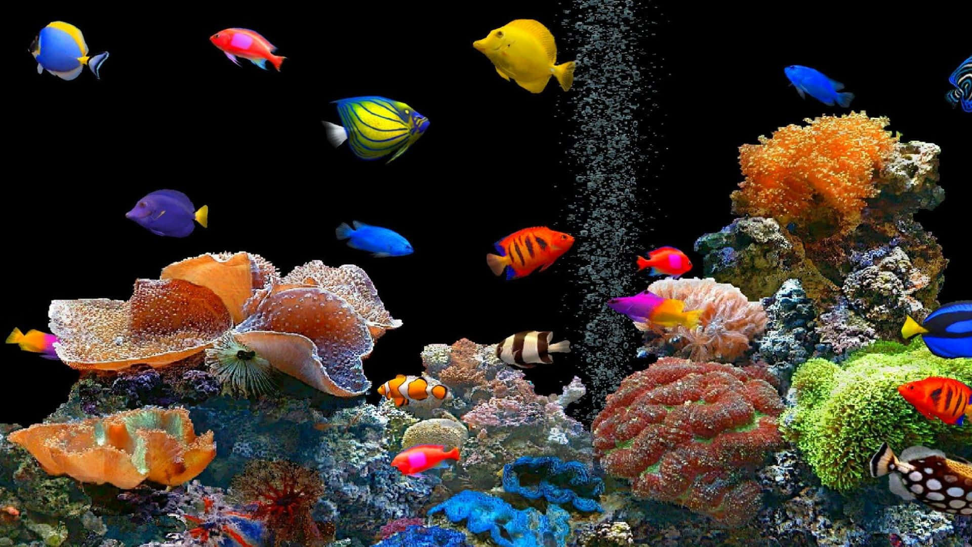 Download Enjoy the beautiful 3D fish tank experience 