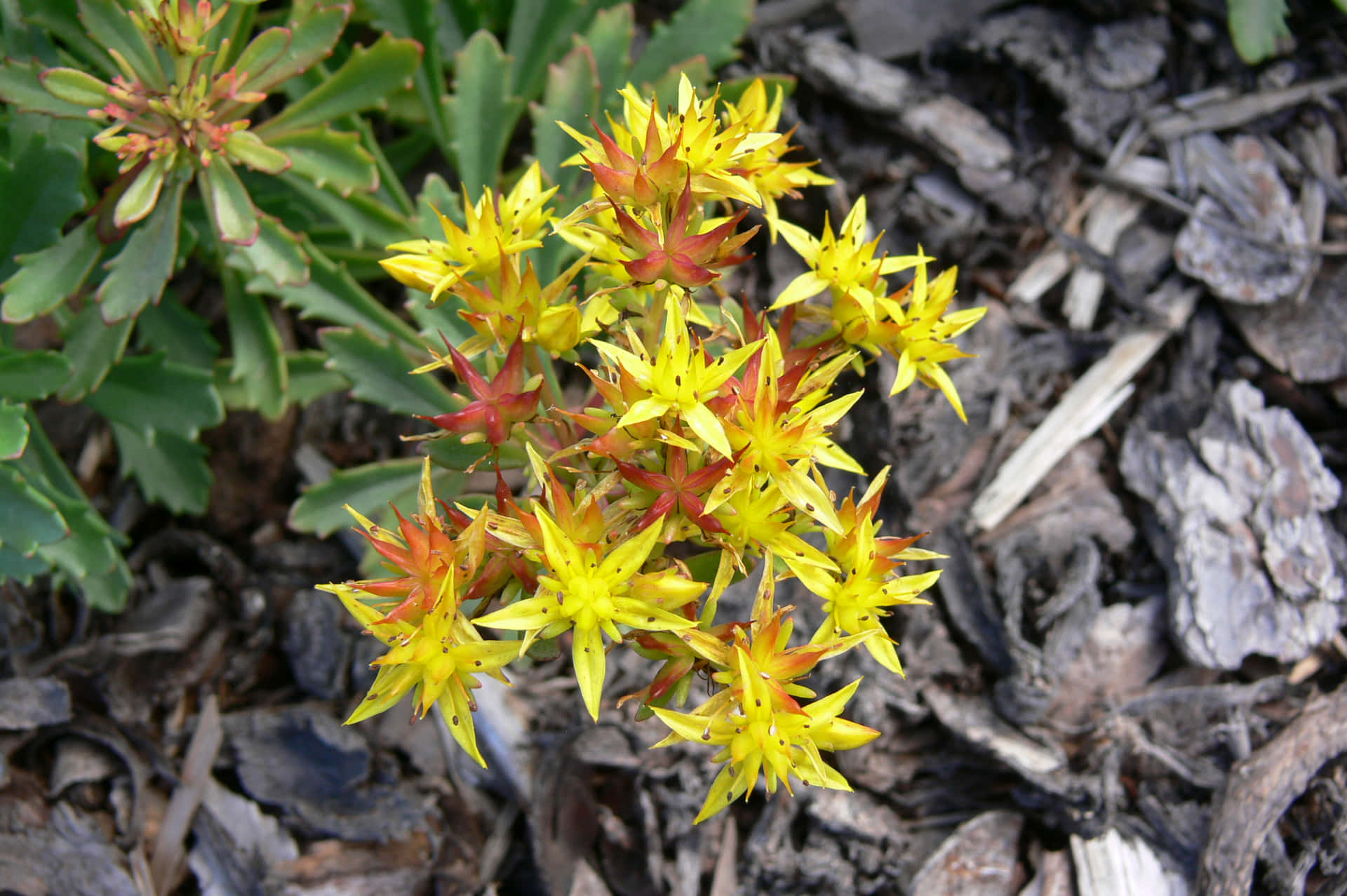 Deslumbranteflor En 3d Que Brota En Colores Vibrantes. Fondo de pantalla