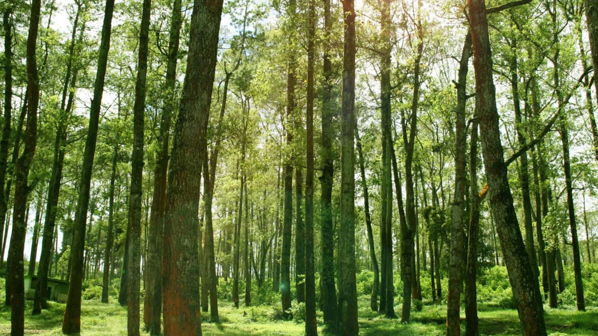 Encantadorpaisaje De Bosque En 3d Fondo de pantalla