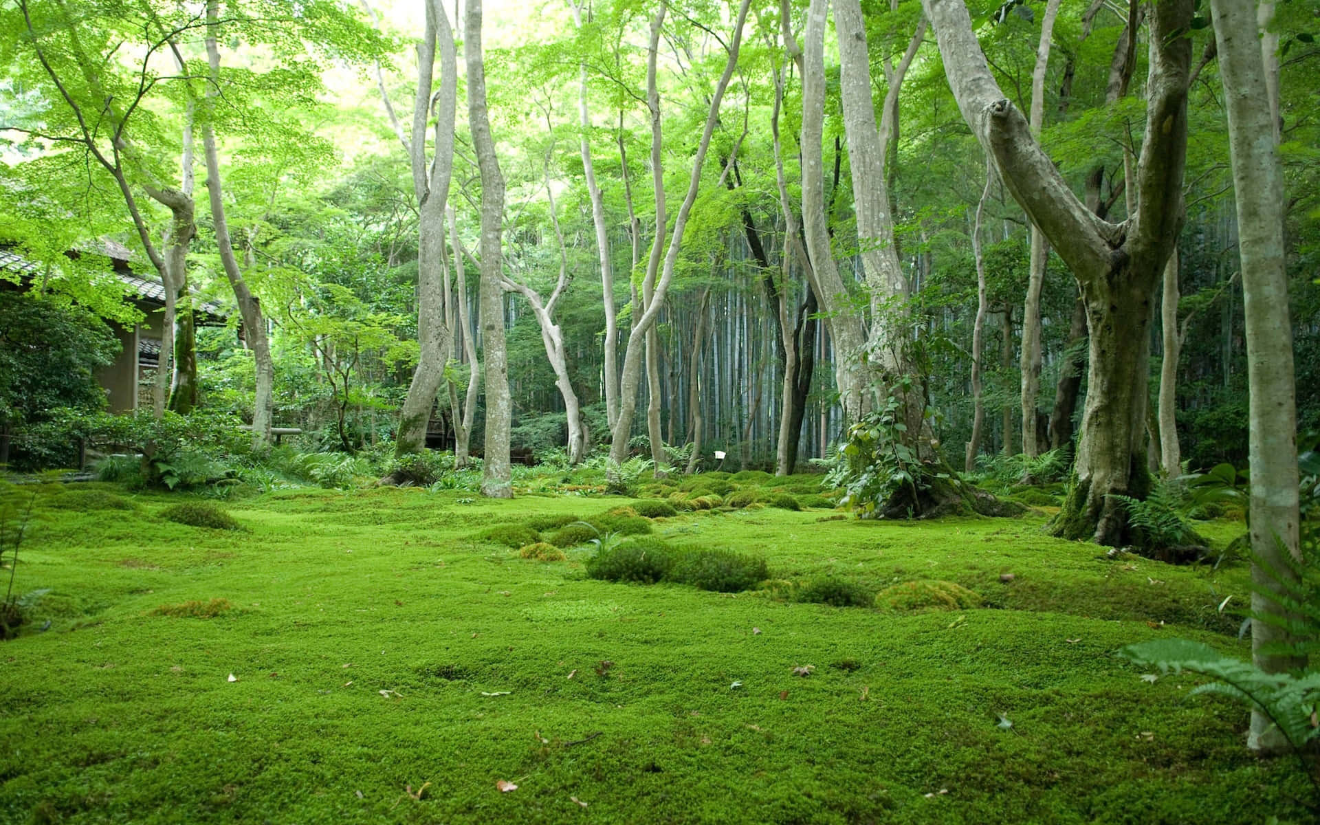 Encantadorpaisaje Forestal En 3d Fondo de pantalla