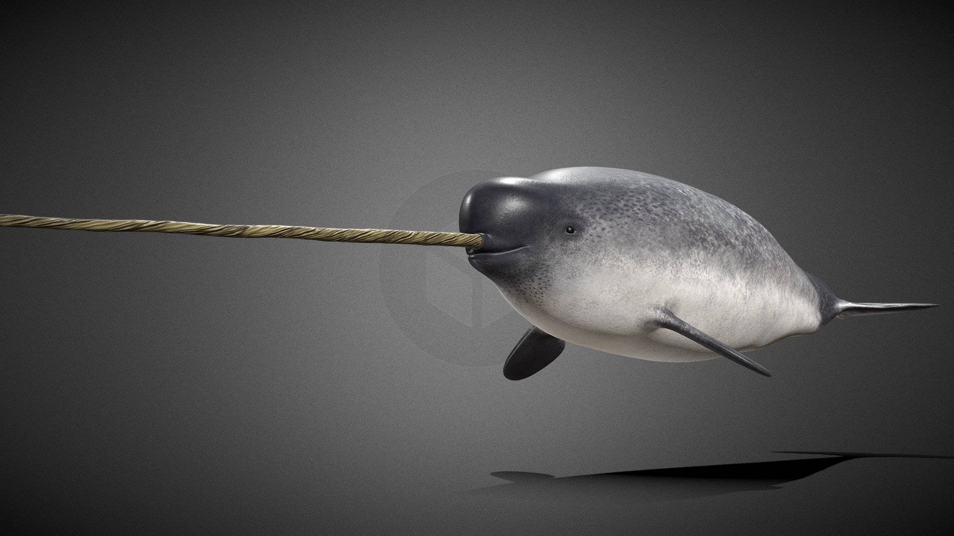3d Gray Narwhal