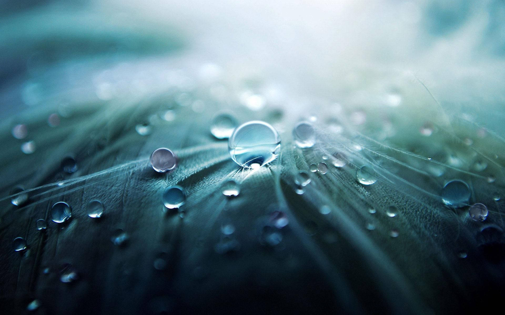 Dew drops, reflection, drops, nature, flowers, dew HD wallpaper | Pxfuel