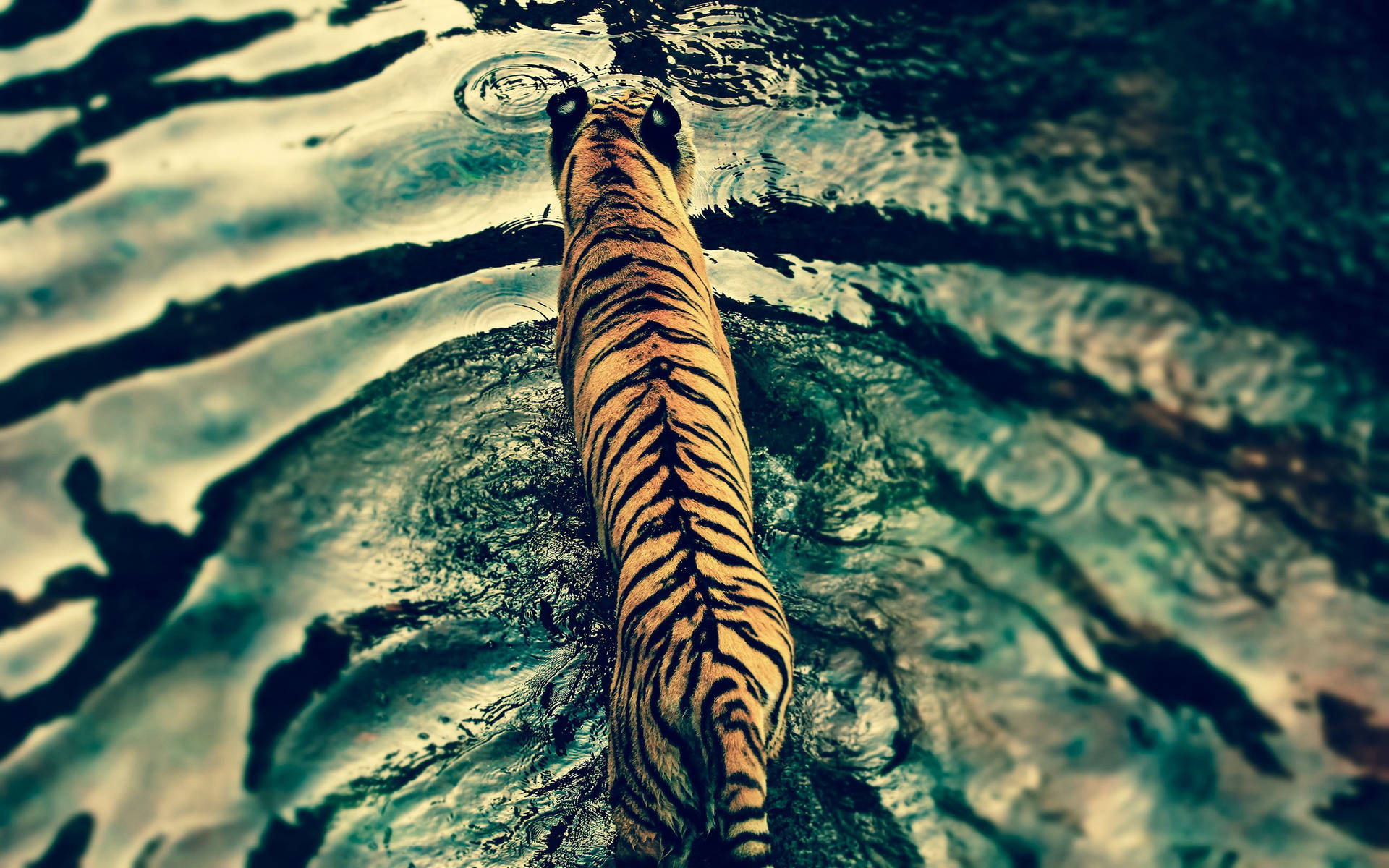 3d Hd Tiger On Lake Rock Wallpaper