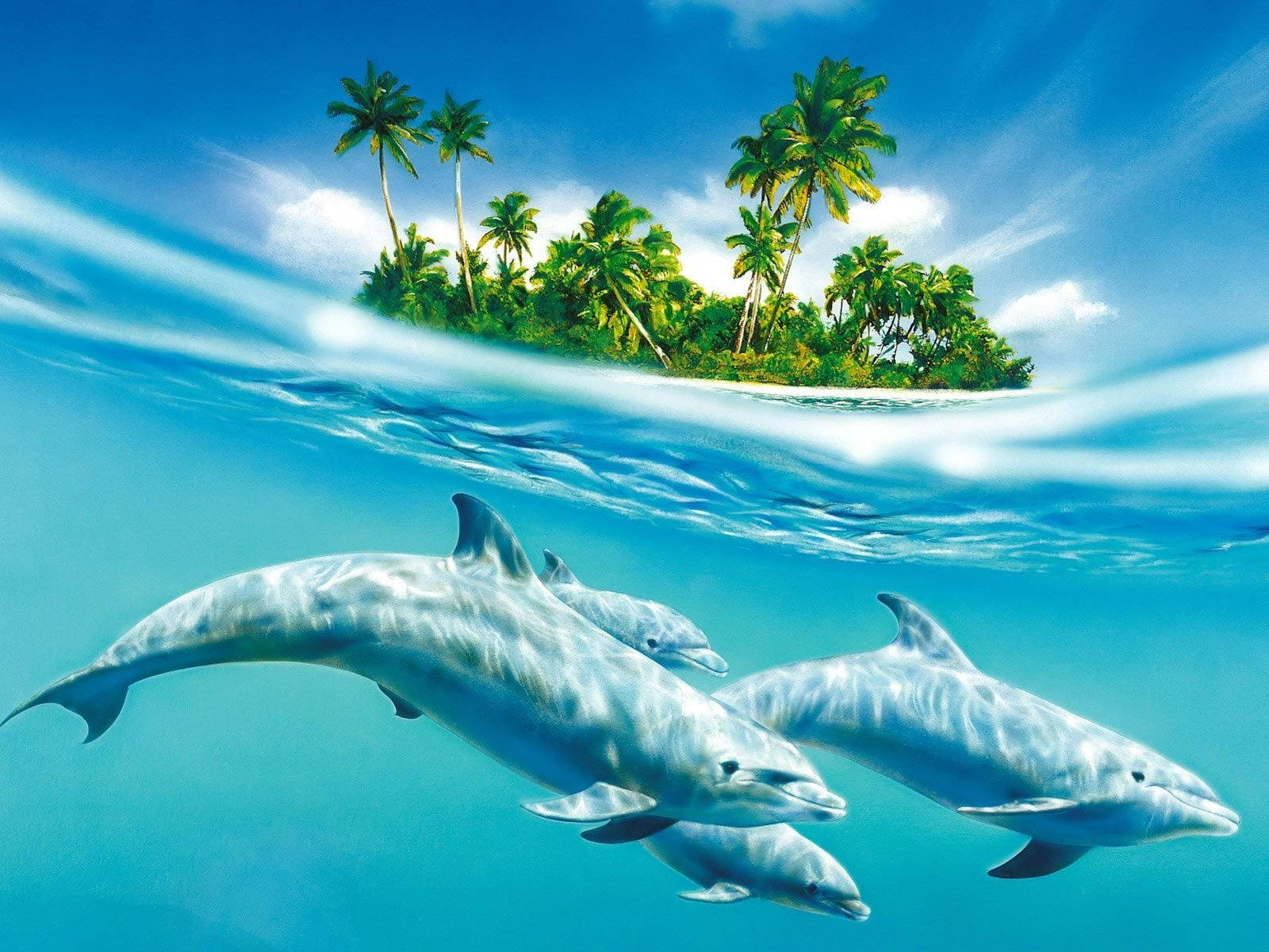 3D island with family of dolphins wallpaper.