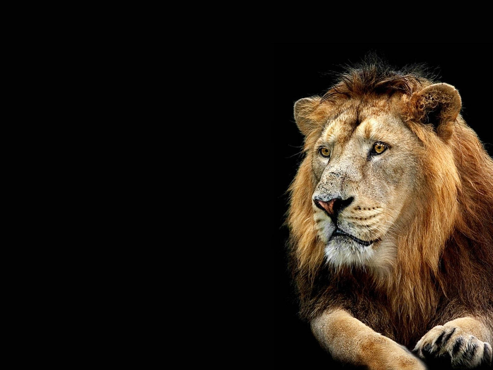 3d Lion Backdrop Of Brown Mane Picture