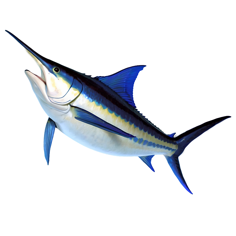 3d Marlin Model Png Cre PNG