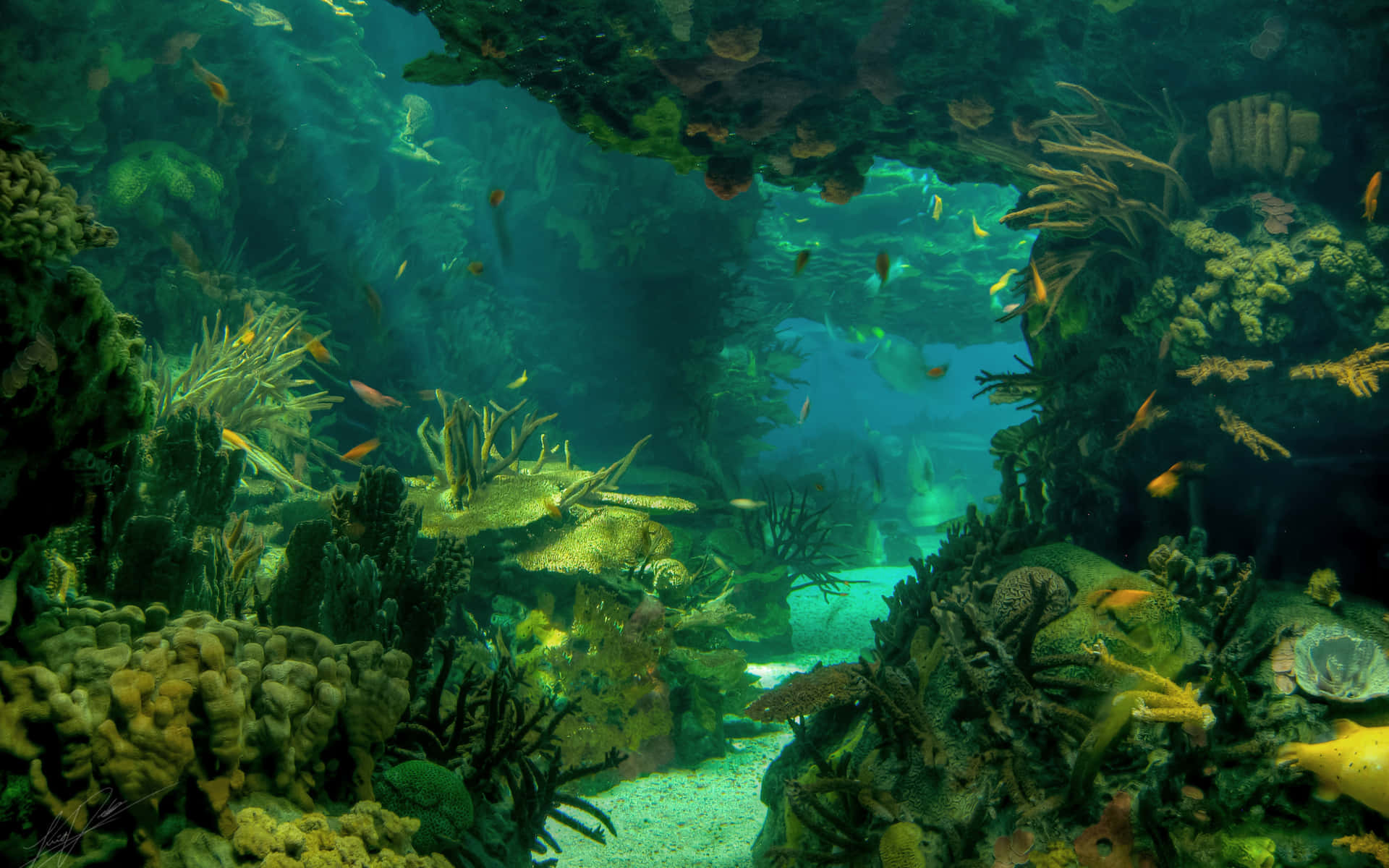 Tranquil Underwater World Wallpaper