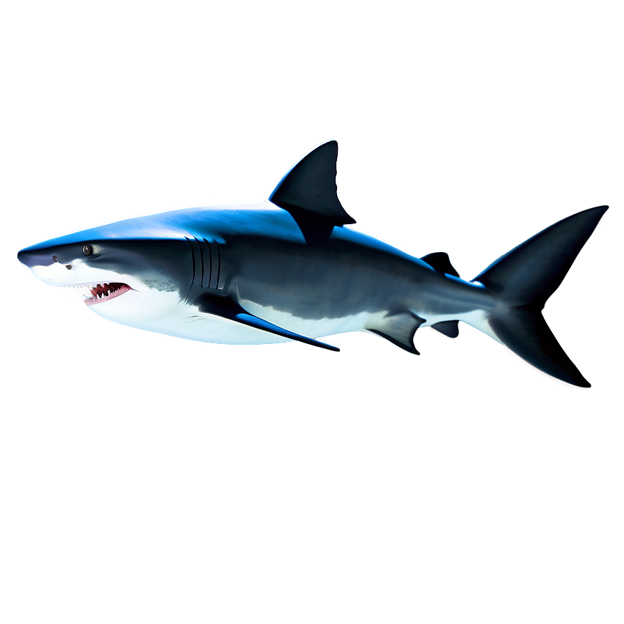 Download 3d Shark Image Png 33 | Wallpapers.com