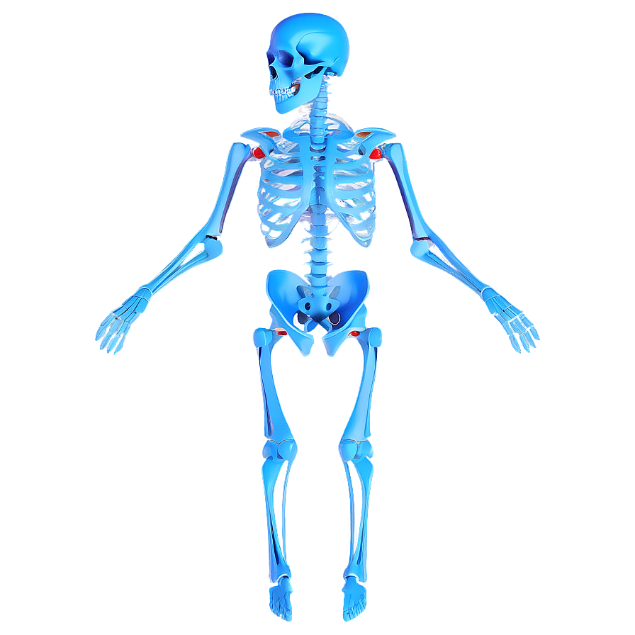 3d Skeletal System Model Png 63 PNG