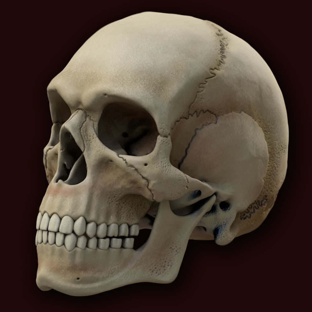 3D Skull Artwork Wallpaper