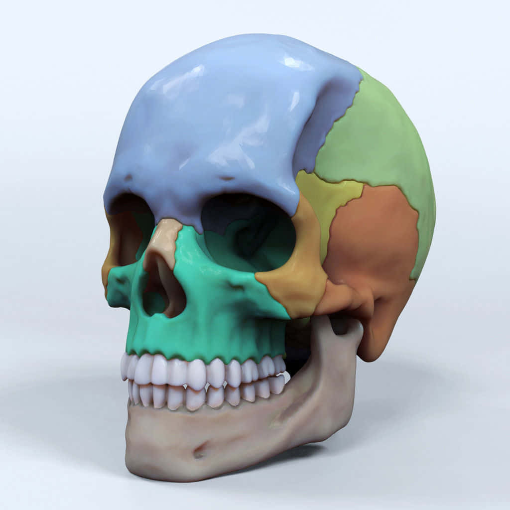 Captivating 3D Skull Artwork Wallpaper