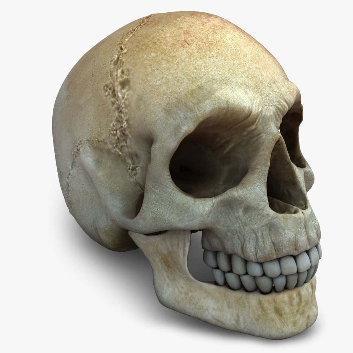 Intricately Designed 3D Skull Wallpaper Wallpaper