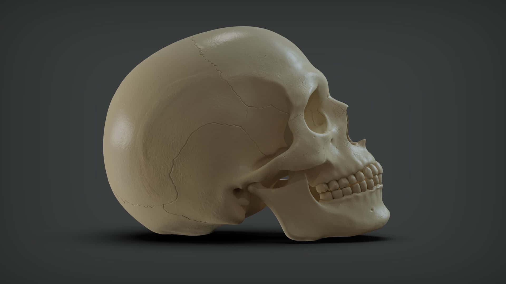 Intricate 3D Skull Rendering in High Definition Wallpaper