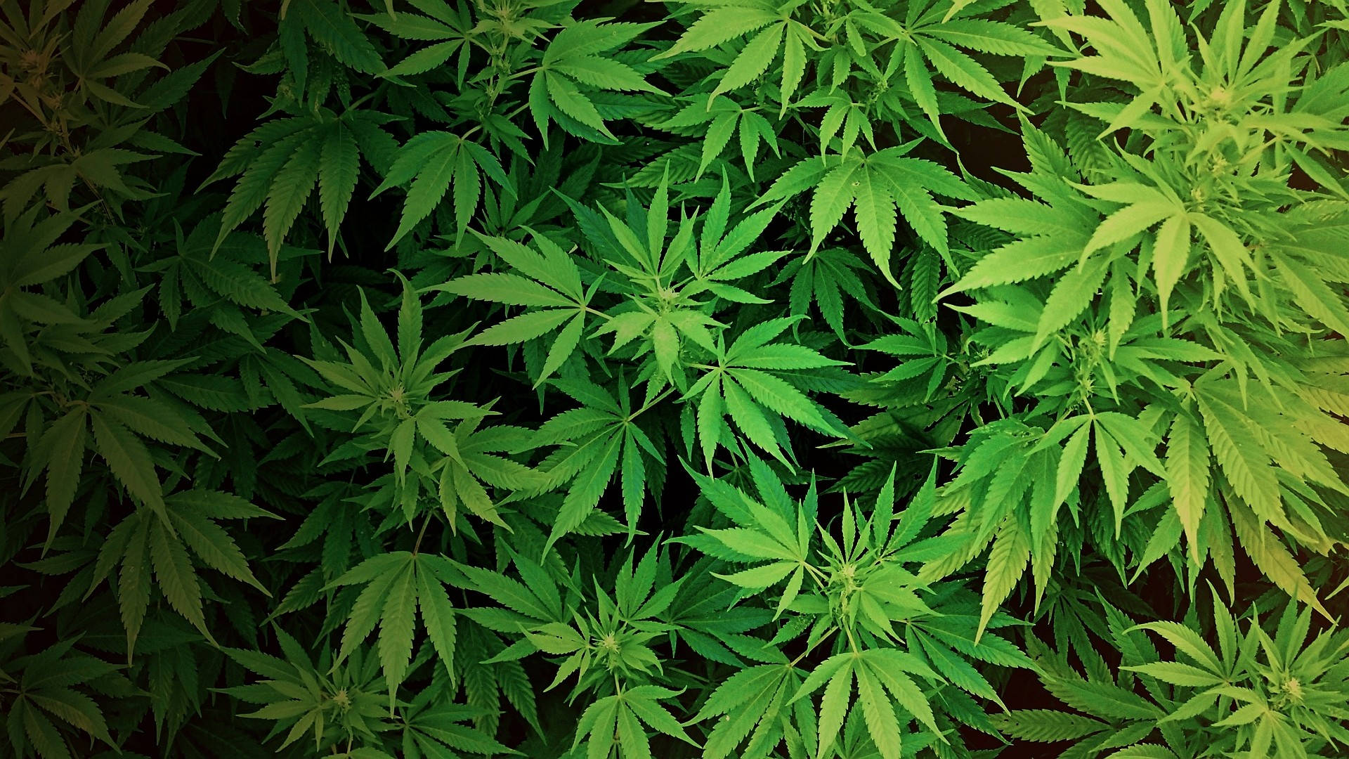 420 Weed Ferns Wallpaper