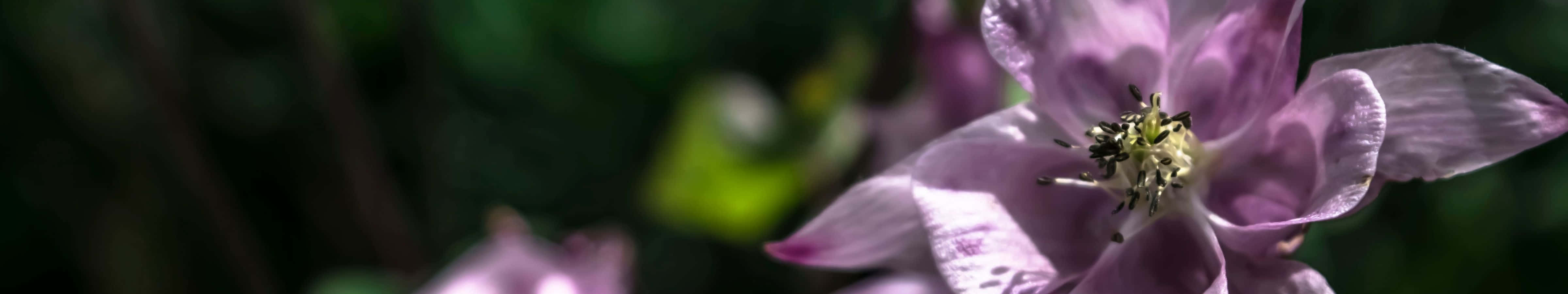 Primerplano De Una Brillante Y Colorida Flor De Iris Indio. Fondo de pantalla