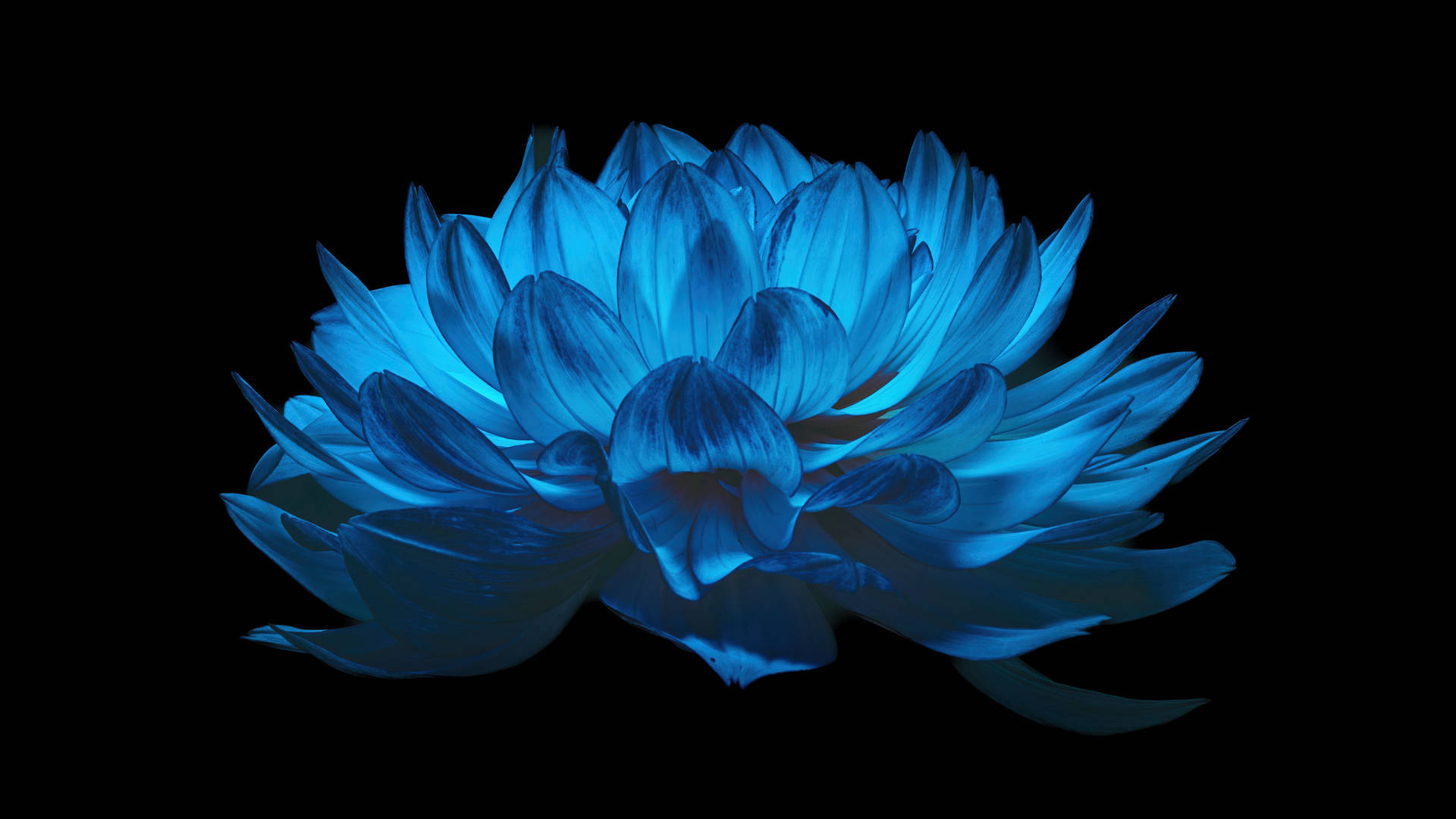 4d Ultra Hd Floating Lotus Flower Picture
