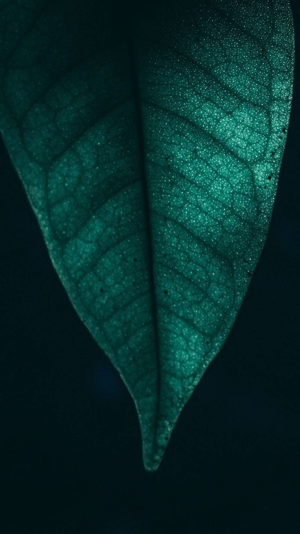 4k Android Micro Leaf Wallpaper