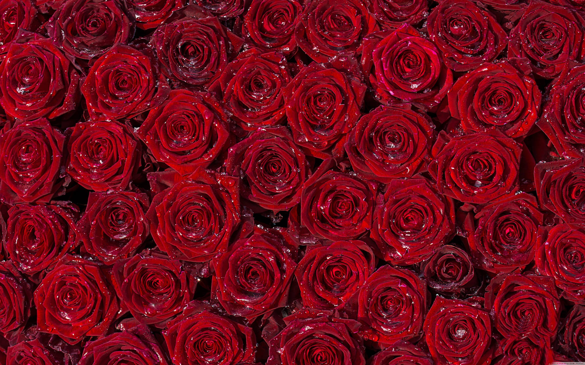 4K Arranged Red Roses Wallpaper