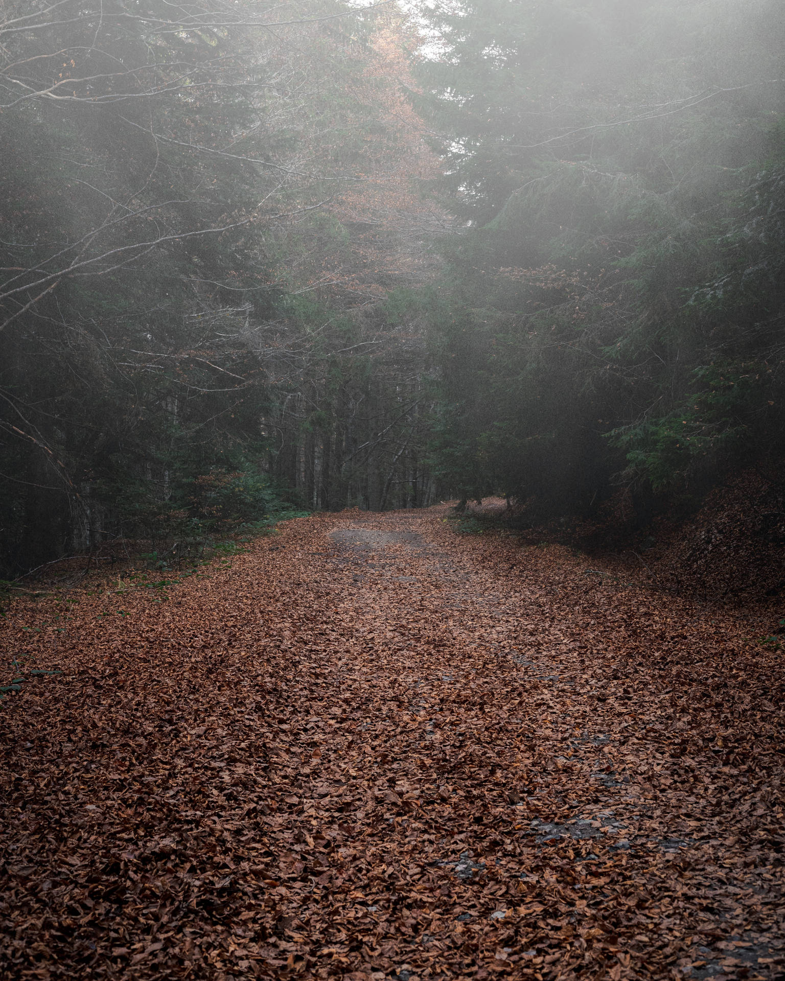 4k Autumn Foggy Forest Path