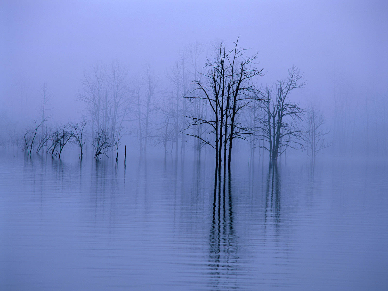 Lago Outonal Com Neblina Em 4k. Papel de Parede
