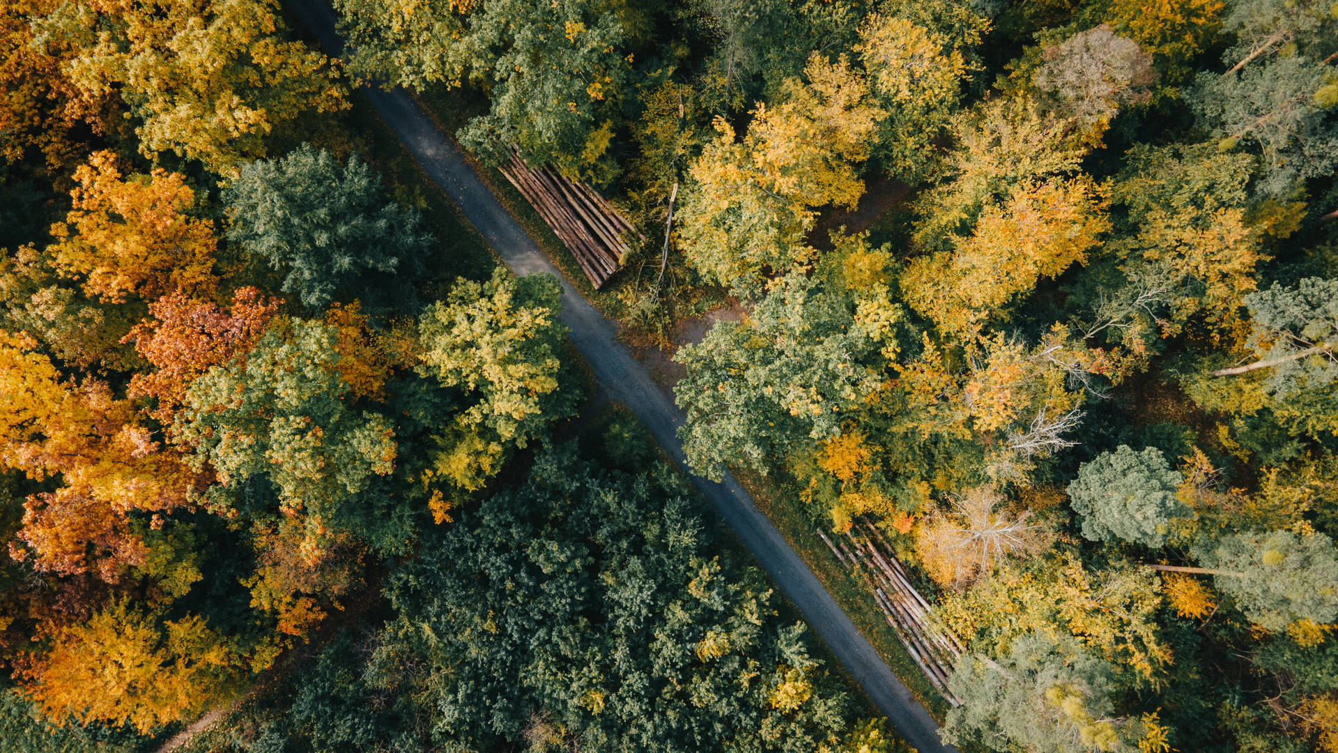 4k Autumn Forest Aerial View