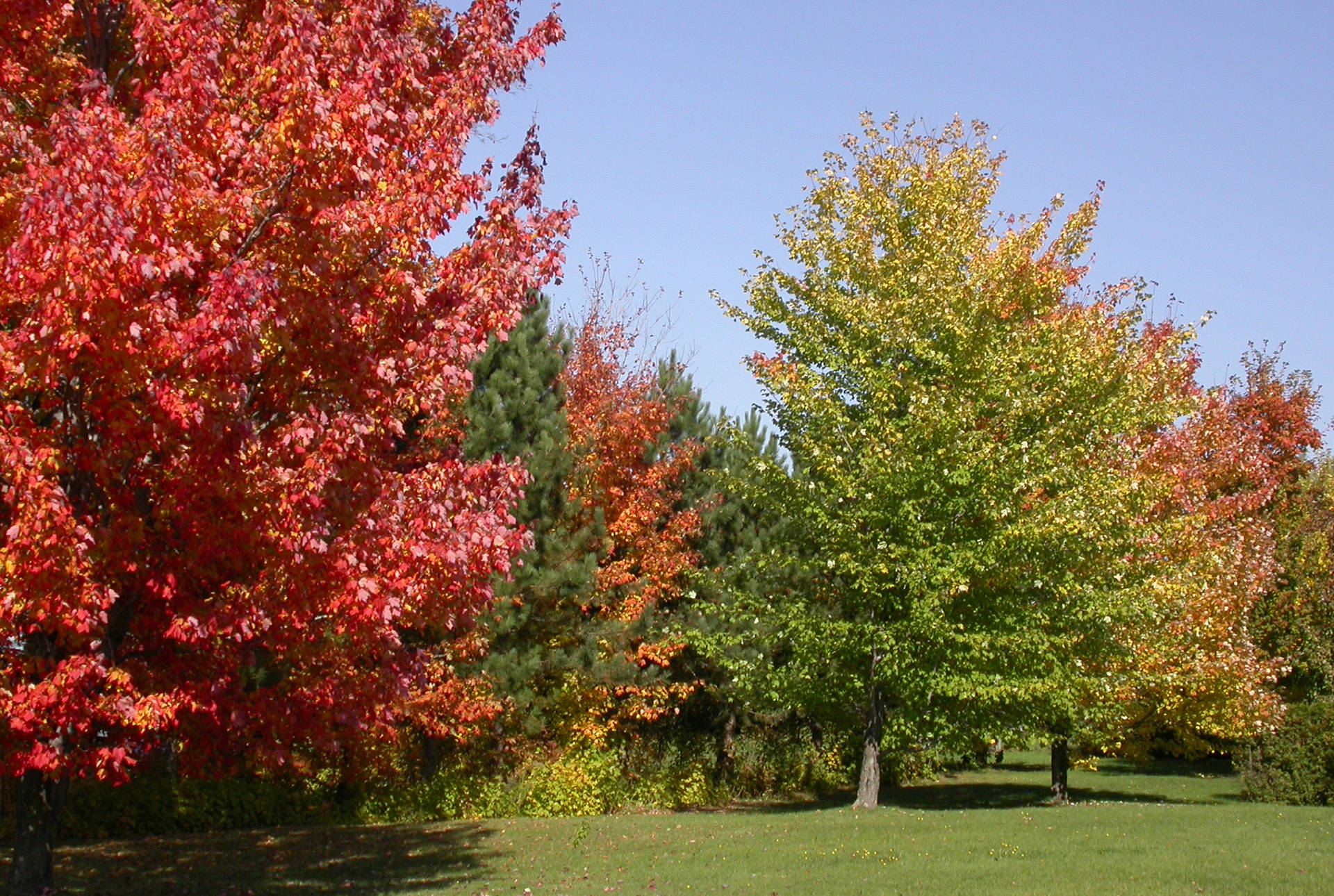 4k Autumn Maple Trees