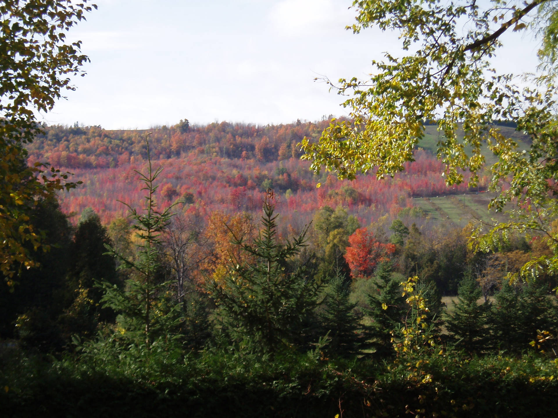 4k Autumn Woods Panorama Wallpaper